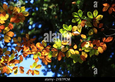 Bunte Blätter am Baum im Herbst Stockfoto