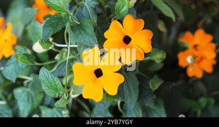 Thunbergia, allgemein bekannt als orange Uhrenvine oder orange Trompete Rebe . Stockfoto