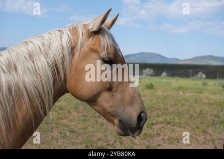 Pferdeseite Gesicht Nahaufnahme. Tierkopfprofil Stockfoto