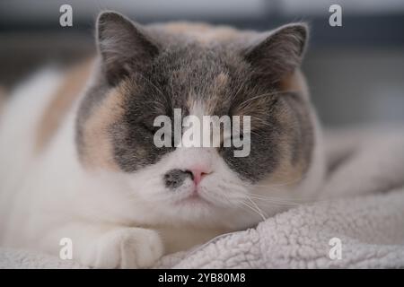 Nahaufnahme eines Nickerchens mit britischer Kurzhaarkatze Stockfoto