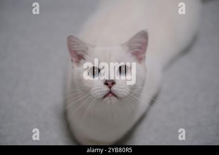 Eine britische Kurzhaarkatze, die in die Kamera schaut. Silberfarbiger Farbpunkt Stockfoto