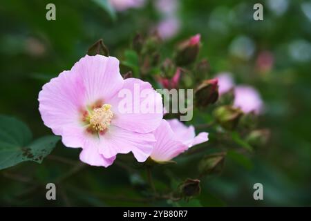 Rosa, wunderschöne Hibiscus mutabilis Blume Stockfoto