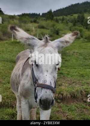 Maultier-Nahaufnahme auf Bergweide in Gorno, Seriana Valley, Bergamo Stockfoto