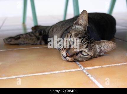 Eine müde graue Katze mit gelben Augen, die auf einer orangen Fliese unter dem Tisch liegt. Keine Personen Stockfoto