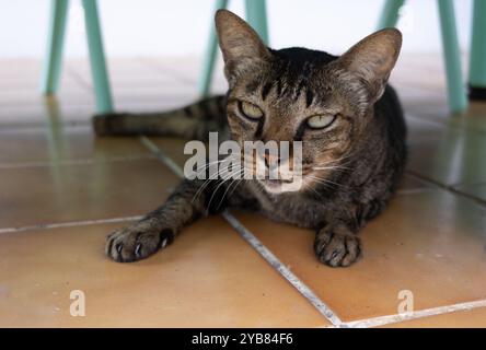 Eine müde graue Katze mit gelben Augen, die auf einer orangen Fliese unter dem Tisch liegt. Keine Personen Stockfoto