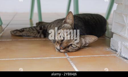 Eine müde graue Katze mit gelben Augen, die auf einer orangen Fliese unter dem Tisch liegt. Keine Personen Stockfoto