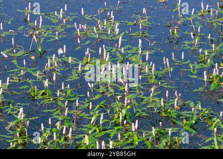 Persicaria amphibia. Longroot Smartweed, Wasserknotenweed, Wasser-Smartweed, amphibische Bistort. Rosa Blumen im Teich. Stockfoto