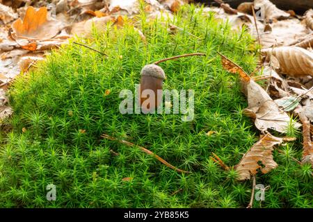 Acorn liegt auf grünem Moos im Wald. Natürlicher Herbsthintergrund. Stockfoto