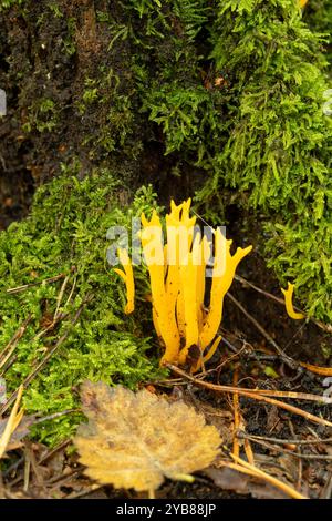 Gelber Stagshornpilz: Calocera viscosa. Stockfoto