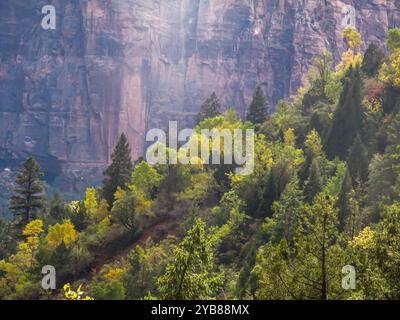 Blick auf die Wälder, die die gelben Herbstfarben zwischen hohen immergrünen Nadelbäumen im Zion National Park, Utah, zeigen Stockfoto