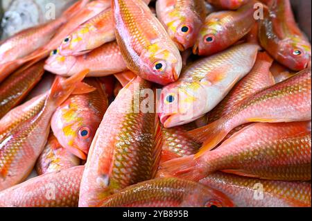 Haufen roter roher Mullus barbatus auf einem Fischmarkt, Blick von oben Stockfoto