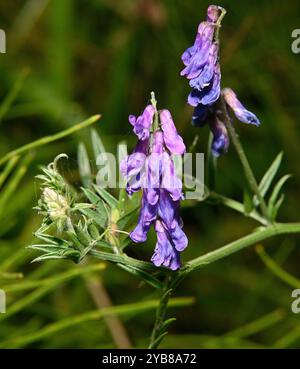 Vogelwecke, Vicia cracca, wächst durch Bodendecke am Kanal. Gegenüberliegende Blätter und violette Blüten. Natürlicher Hintergrund. Stockfoto