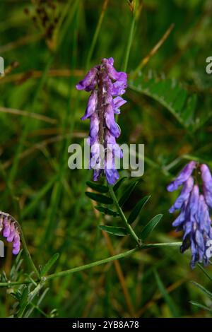 Vogelwecke, Vicia cracca, wächst durch Bodendecke am Kanal. Gegenüberliegende Blätter und violette Blüten. Natürlicher Hintergrund. Stockfoto