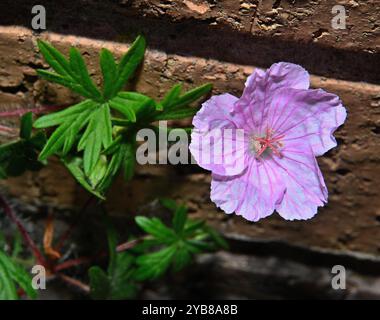 Ein Nahaufnahme und gut fokussierter, blutiger Kranienbrief, Geranium sanguineum, gegen eine alte Ziegelmauer. Ausgezeichnete Details der Blüte, Staubblätter und Stigmatisierung, Stockfoto