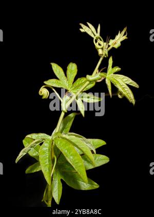 Blaue Passionsblume, Passiflora caerulea. Ein Nahaufnahme und gut fokussiertes, neu entstandenes Shooting mit Blättern und Ranken vor schwarzem Hintergrund. Stockfoto
