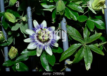 Ein Blick von oben auf eine blaue Passionsblume, Passiflora caerulea, mit guten Details von Blättern, Ranken und Knospen in verschiedenen Entwicklungsstadien. Fokussiert. Stockfoto
