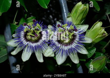 Blaue Passionsblume, Passiflora caerulea. Zwei sehr gut fokussierte Blüten und zwei Knospen, die durch das Geländer vor schwarzem Hintergrund wachsen. Stockfoto