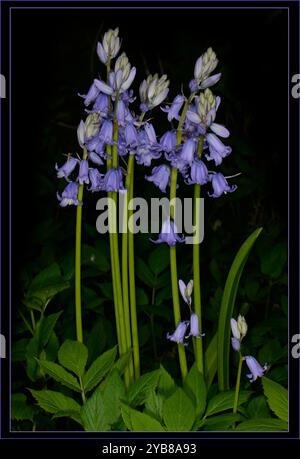 Eine Gruppe sehr empfindlicher Blauglocken, Hyacinthoides non-scripta, wächst durch Bodendeckung in einem lokalen Wald. Gut fokussierte, starke junge Blumen. Stockfoto