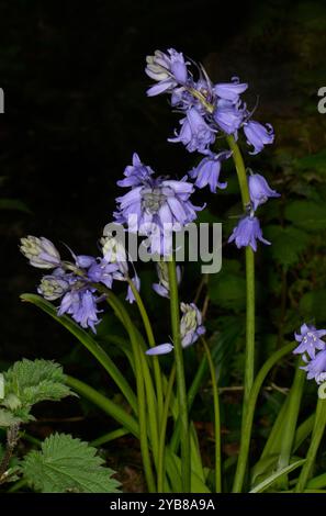 Eine Gruppe sehr empfindlicher Blauglocken, Hyacinthoides non-scripta, wächst durch Bodendeckung in einem lokalen Wald. Gut fokussierte, starke junge Blumen. Stockfoto