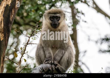 Ein Krautaffen, der auf einem Ast in einem Baum sitzt und auf das Monkeyland Sanctuary in Plettenberg Bay, Südafrika, blickt Stockfoto