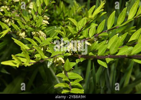 Ein gut fokussiertes Bild von Boxleaf Geißblatt, Lonicera liguustrina, das auf einem Uferdamm wächst. Es hat winzige Blüten und ziemlich winzige Blätter. Stockfoto