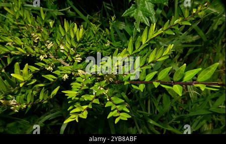 Ein gut fokussiertes Bild von Boxleaf Geißblatt, Lonicera liguustrina, das auf einem Uferdamm wächst. Es hat winzige Blüten und ziemlich winzige Blätter. Stockfoto