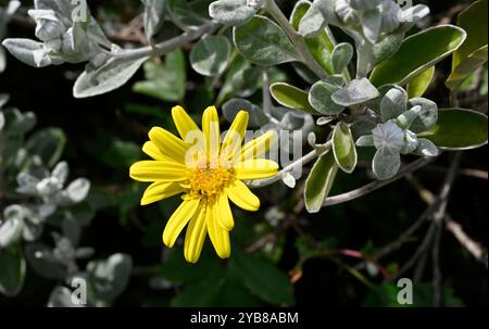 Ein einziger Brachyglottis, Silberschlafmaus, der auf einem Damm wächst. Nahaufnahme und gut fokussiert mit guten Details von Filz wie Blättern und gelben Blütenblättern. Stockfoto