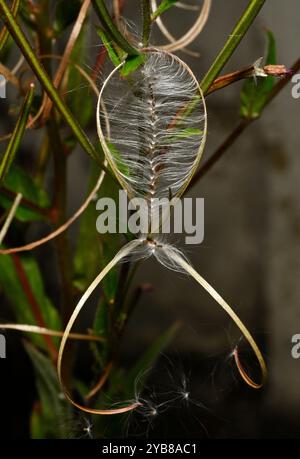 Samen einer gesäumten Weidenweide, Epilobium ciliatum, umhüllt in einer Samenkapsel. Ein wunderschönes natürliches Muster. Ein ungewöhnliches, gut fokussiertes natürliches Bild. Stockfoto