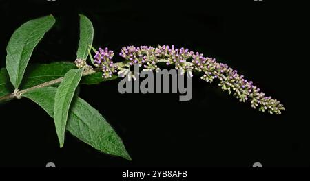 Ein einziger Stiel aus Schmetterlingsbuschknospen mit zwei Blättern vor schwarzem Hintergrund. Ein gut fokussiertes und sehr detailreiches neues Shooting. Stockfoto