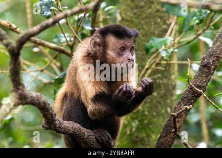 Ein KapuzenKapuziner sitzt auf einem Zweig in einem Baum im Monkeyland Sanctuary in Plettenberg Bay, Südafrika Stockfoto