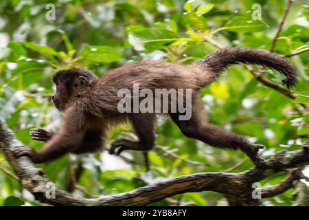 Ein KapuzenKapuziner, der über einen Zweig in einem Baum im Monkeyland Sanctuary in Plettenberg Bay, Südafrika, läuft Stockfoto