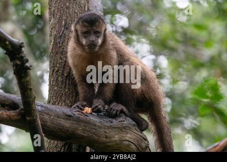 Ein KapuzenKapuziner sitzt auf einem Zweig in einem Baum im Monkeyland Sanctuary in Plettenberg Bay, Südafrika Stockfoto