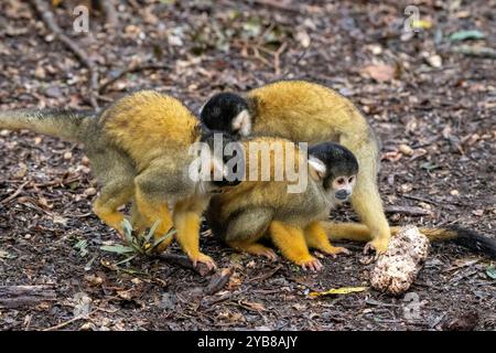 Eine Gruppe von Eichhörnchen-Affen, die am Boden im Monkeyland Sanctuary in Plettenberg Bay, Südafrika, nach Nahrung suchen Stockfoto