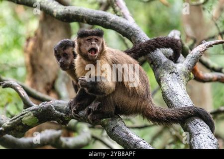 Zwei Kapuzenkapuchine sitzen auf einem Ast in einem Baum im Monkeyland Sanctuary in Plettenberg Bay, Südafrika Stockfoto