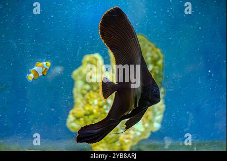 Juveniler Platax pinnatus, auch bekannt als gefiederter Spadefish, gefiederter Fledermausfisch, dunkler Fledermausfisch, schattiger Fledermausfisch oder roter Fledermausfisch im Korallenriff amon Stockfoto