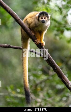 Ein Eichhörnchenaffe, der auf einem Zweig thront und auf das Monkeyland Sanctuary in Plettenberg Bay, Südafrika blickt Stockfoto