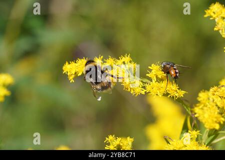 Hummel-Arten im Bombus terrestris-Komplex und Tachinidenfliege Peleteria rubescens an Blüten der kanadischen Goldrute (Solidago canadensis). Stockfoto