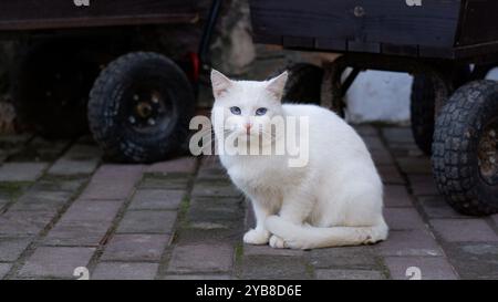 Eine weiße flauschige Katze sitzt auf der Straße und schaut in die Kamera. Die Katze hat blaue Augen. Stockfoto