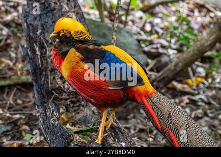 Ein goldener Fasan im Vogelschutzgebiet von Eden in der Plettenberg Bay, Südafrika Stockfoto