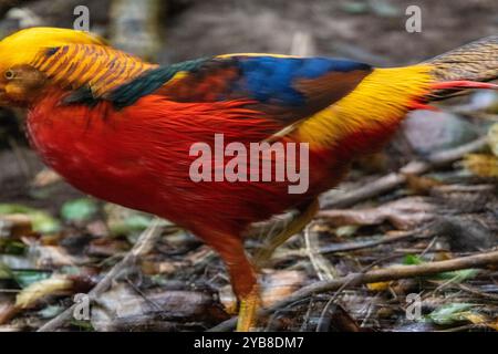 Ein verschwommener goldener Fasan, der im Vogelschutzgebiet von Eden in der Plettenberg Bay, Südafrika, läuft Stockfoto