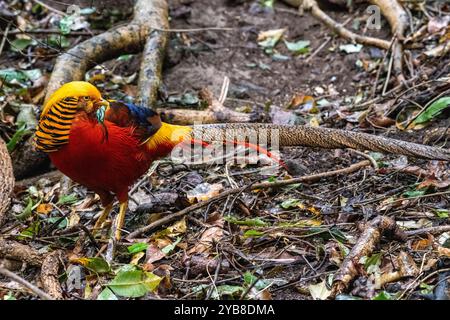 Ein goldener Fasan im Vogelschutzgebiet von Eden in der Plettenberg Bay, Südafrika Stockfoto