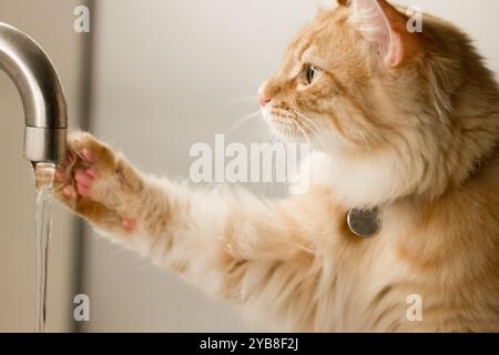 Ein Moment der Neugier, als eine flauschige Ingwerkatze mit einem Wasserstrahl aus einem Wasserhahn interagiert. Die Katzenpfote berührt sanft das fließende Wasser, weiß Stockfoto