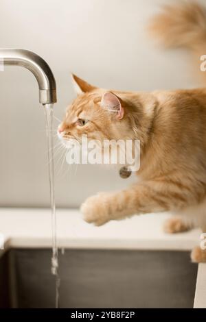 Eine wissbegierige orangene Tabby-Katze streckt sich aus, um den Wasserstrom eines Küchenarmators zu berühren. Das weiche Fell der Katze leuchtet unter dem warmen Licht. Stockfoto