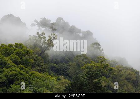 Bäume in einem tropischen Nebelwald, durch den Nebel strömt. San Gerardo de Dota, Costa Rica. Stockfoto