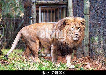 Ein großer, erwachsener Löwe im Einkaufszentrum, der in seinem Gehege im Jukani Big Cats Sanctuary in Plettenberg Bay, Südafrika, spaziert und patrouilliert Stockfoto