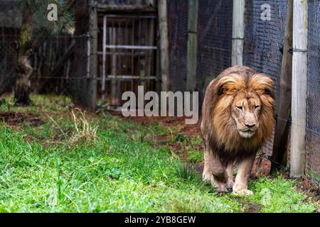 Ein großer, erwachsener Löwe im Einkaufszentrum, der in seinem Gehege im Jukani Big Cats Sanctuary in Plettenberg Bay, Südafrika, spaziert und patrouilliert Stockfoto