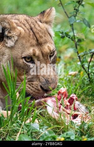 Ein erwachsener Löwe isst ein Stück Fleisch in seinem Gehege im Jukani Big Cats Sanctuary in Plettenberg Bay, Südafrika Stockfoto