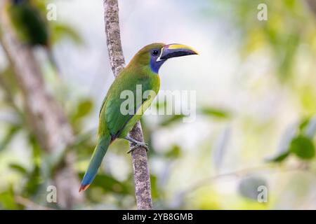 Nördlicher Smaragdtoucanet (Aulacorhynchus prasinus). Buena Vista, Provinz Alajuela, im Hochland von Costa Rica. Stockfoto