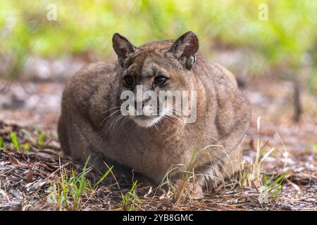 Ein Puma liegt in seinem Gehege im Jukani Big Cats Sanctuary in Plettenberg Bay, Südafrika Stockfoto