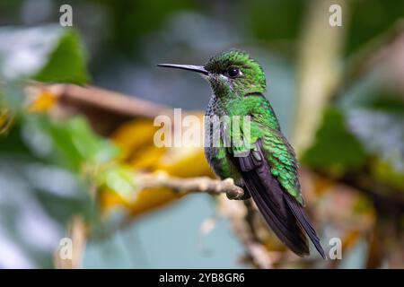 Ein weiblicher, grün gekrönter Brillant (Heliodoxa jacula) Kolibri ruht. Buena Vista, Provinz Alajuela, im Hochland von Costa Rica. Stockfoto